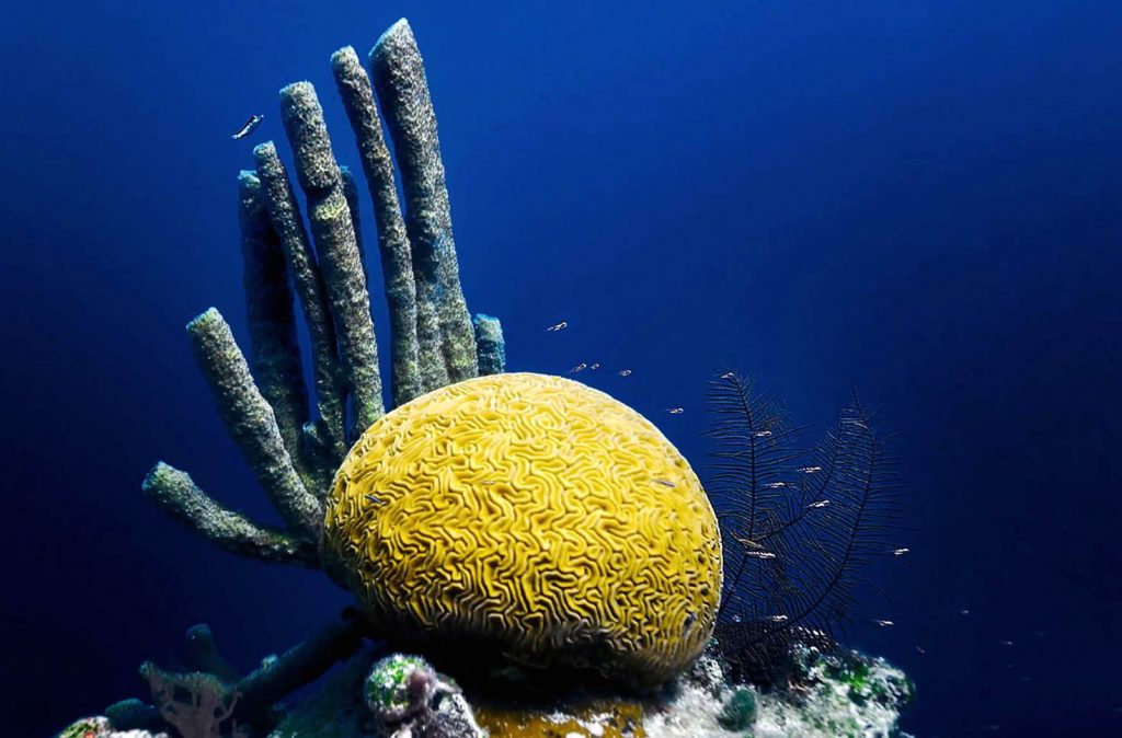 coral in the great blue hole in belize
