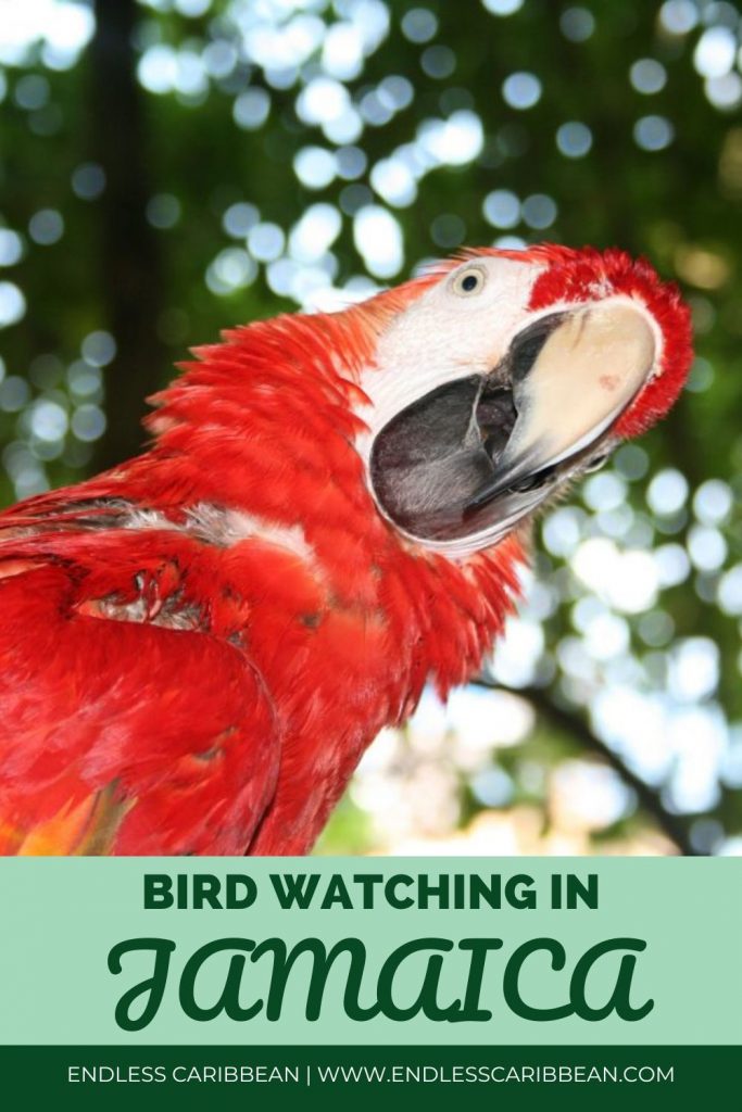 Endless Caribbean - Pinterest - Bird Watching in Jamaica