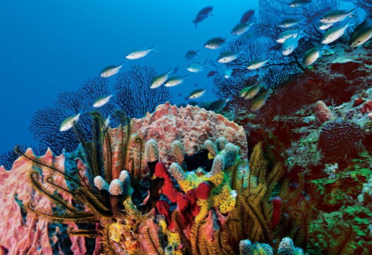 Endless Caribbean - Reasons to Honeymoon in the Caribbean - St. Lucia