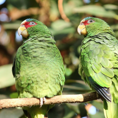 Endless Caribbean - How to Plan An Exciting Bird Watching Tour in Anguilla