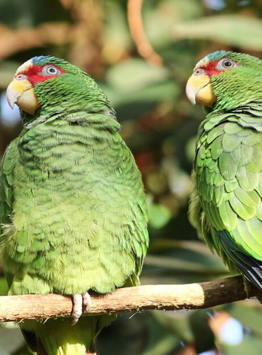 Endless Caribbean - How to Plan An Exciting Bird Watching Tour in Anguilla