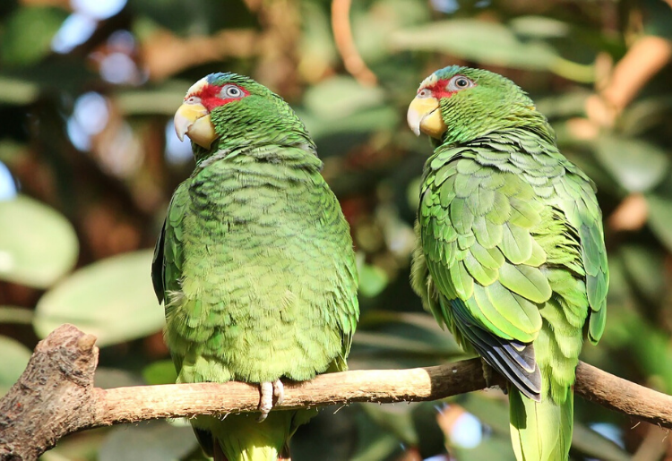 Endless Caribbean - How to Plan An Exciting Bird Watching Tour in Anguilla