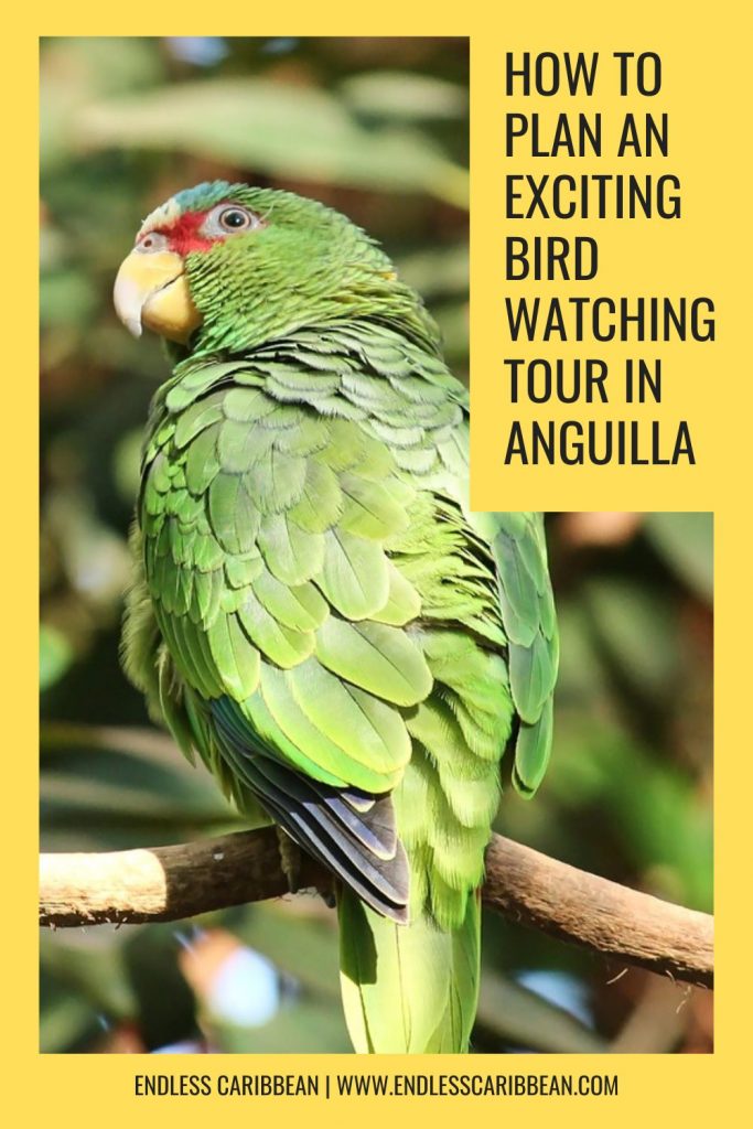 Endless Caribbean - Pinterest - How to Plan An Exciting Bird Watching Tour in Anguilla