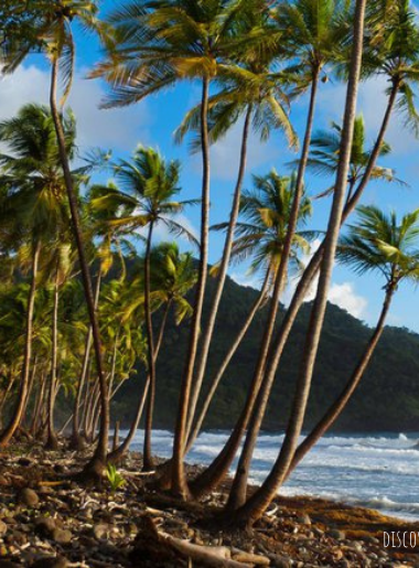 Endless Caribbean - Sa Ka Fête Dominica Highlights Rich and Vibrant Culture