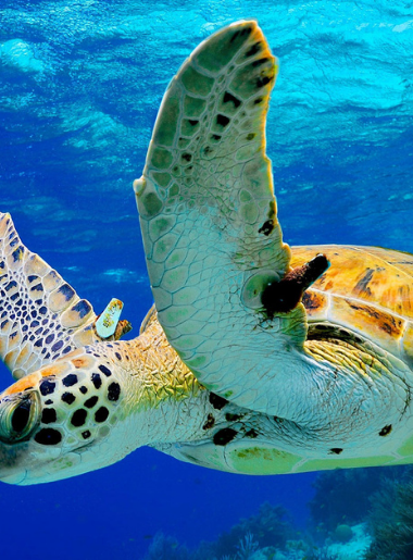 Endless Caribbean - The Deep Blue Sea_ A Bonaire Diving Itinerary