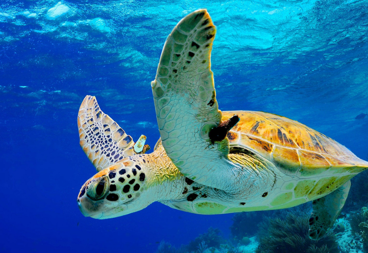 Endless Caribbean - The Deep Blue Sea_ A Bonaire Diving Itinerary