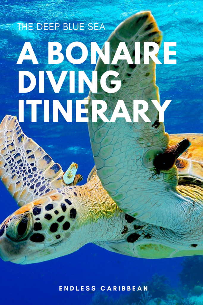 The Deep Blue Sea A Bonaire Diving Itinerary