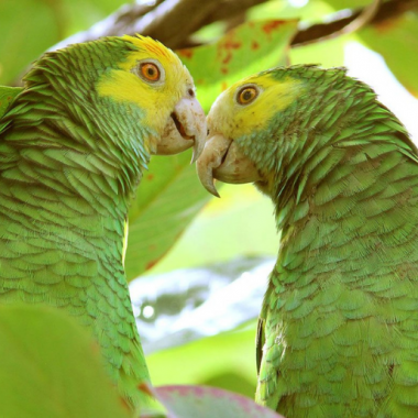 Endless Caribbean - Caribbean Birds in Every Shape and Form