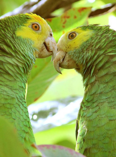 Endless Caribbean - Caribbean Birds in Every Shape and Form