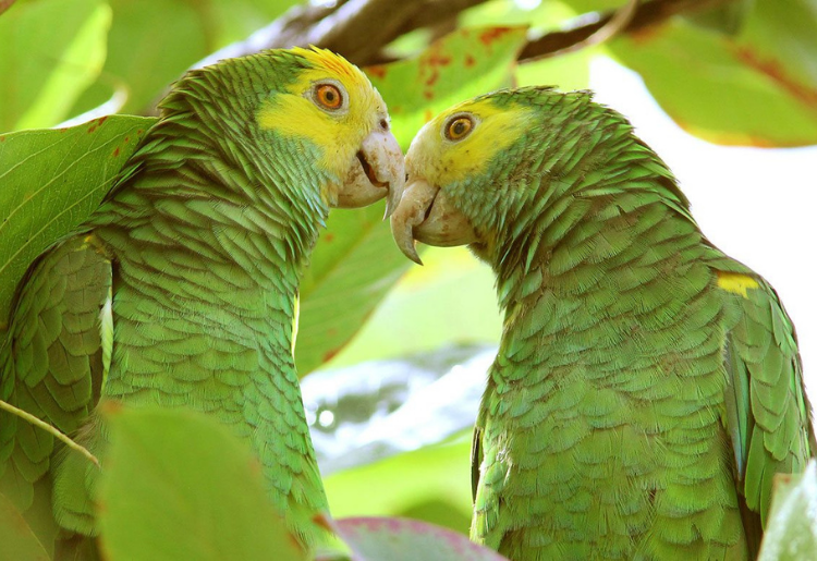 Endless Caribbean - Caribbean Birds in Every Shape and Form