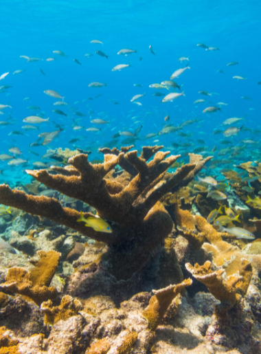Endless Caribbean - Volunteering in the Caribbean