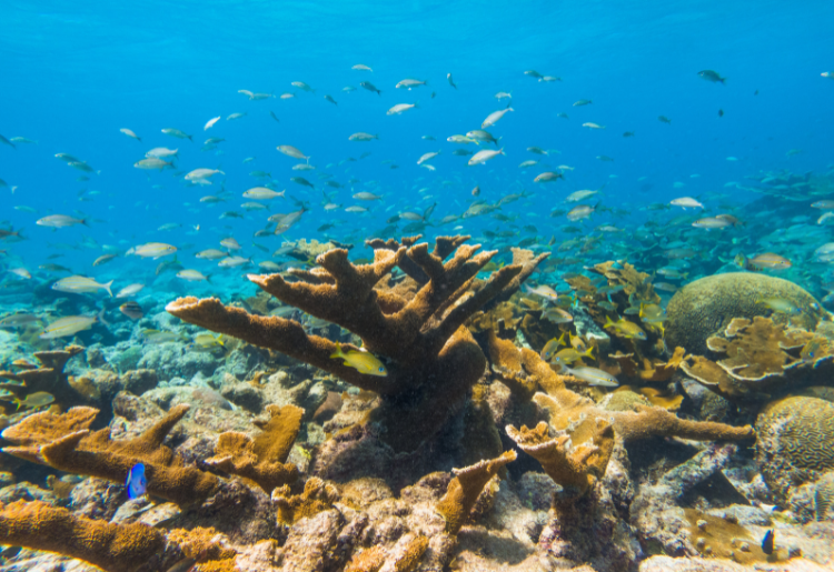 Endless Caribbean - Volunteering in the Caribbean