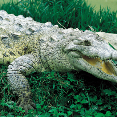 Endless Caribbean - Zoos in the Caribbean