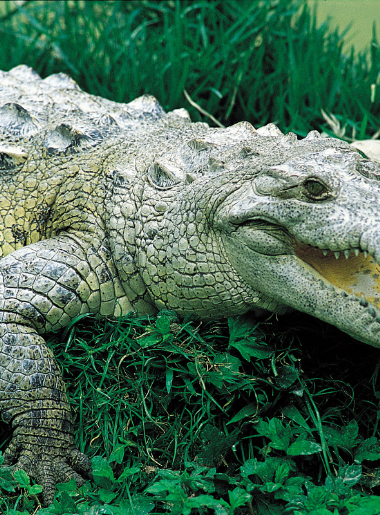 Endless Caribbean - Zoos in the Caribbean
