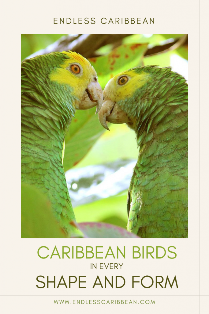 Pinterest Pin Caribbean Birds in Every Shape and Form