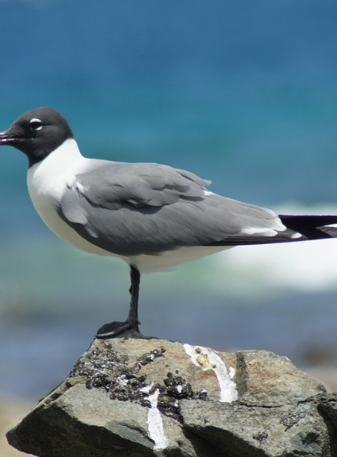 Endless Caribbean - Wild, Wildlife in the British Virgin Islands
