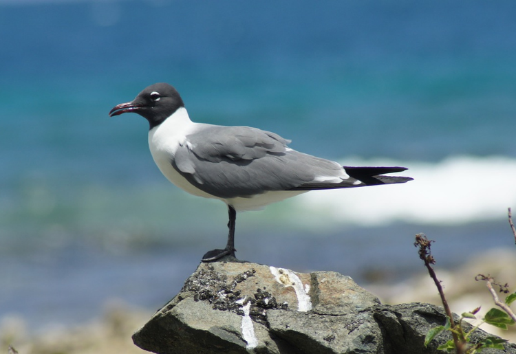 Endless Caribbean - Wild, Wildlife in the British Virgin Islands