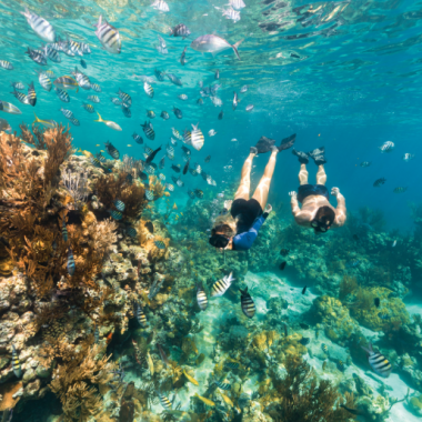 Endless Caribbean - UNEXSO Launches Glass Bottom Boat Tour to Shark Junction