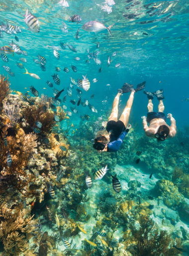 Endless Caribbean - UNEXSO Launches Glass Bottom Boat Tour to Shark Junction