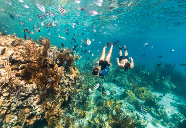 Endless Caribbean - UNEXSO Launches Glass Bottom Boat Tour to Shark Junction