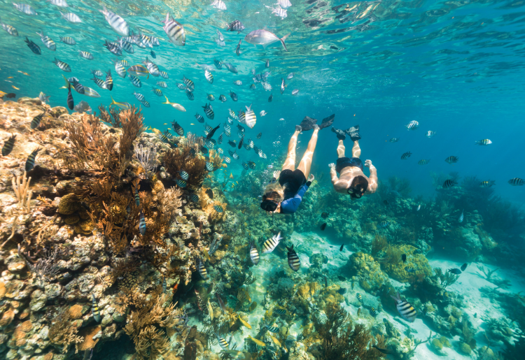 Glass Bottom Boat Snorkel