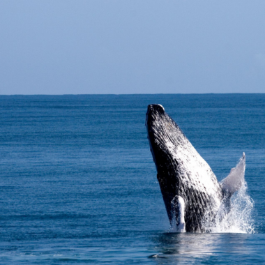 Endless Caribbean - Whale Watching Season in the Dominican Republic Begins
