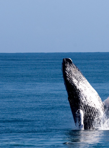 Endless Caribbean - Whale Watching Season in the Dominican Republic Begins