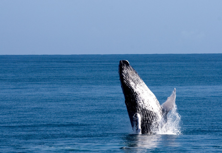 Endless Caribbean - Whale Watching Season in the Dominican Republic Begins