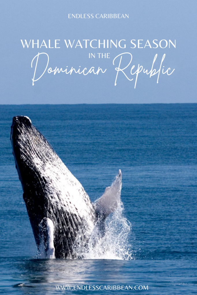 Pinterest - Whale Watching Season in the Dominican Republic Begins