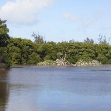 Endless Caribbean - Join the Fight to Save the Graeme Hall Swamp