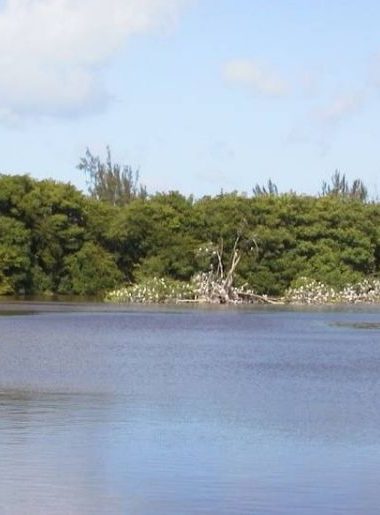 Endless Caribbean - Join the Fight to Save the Graeme Hall Swamp