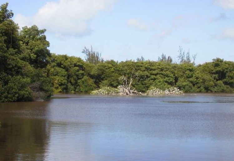 Endless Caribbean - Join the Fight to Save the Graeme Hall Swamp