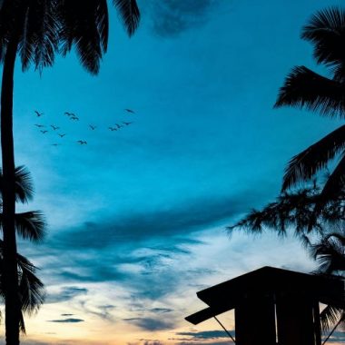 Endless Caribbean - Birding Tours in Puerto Rico for New Birders