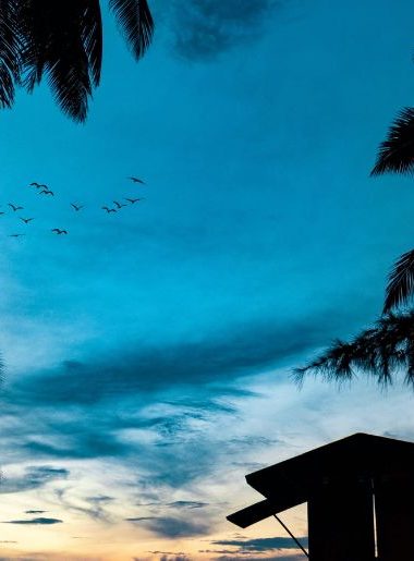 Endless Caribbean - Birding Tours in Puerto Rico for New Birders