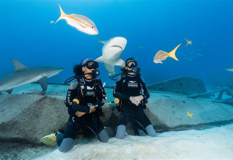 Endless Caribbean - Dive Companies in the Bahamas