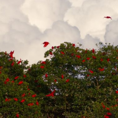 Endless Caribbean - Birding in Trinidad