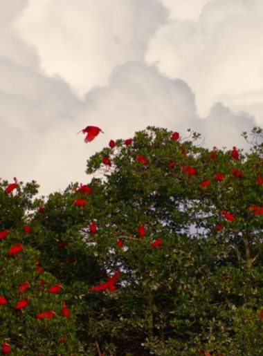 Endless Caribbean - Birding in Trinidad