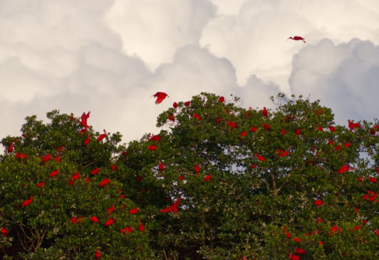 Endless Caribbean - Birding in Trinidad