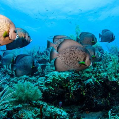 Endless Caribbean - How the Oceanic Society Takes Action