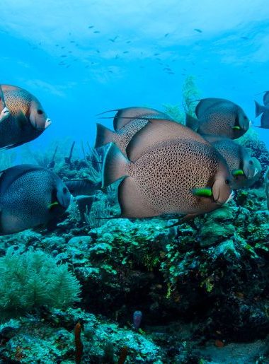 Endless Caribbean - How the Oceanic Society Takes Action
