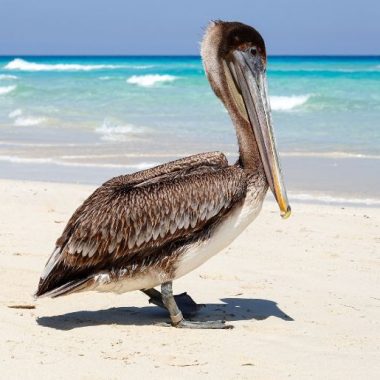 Endless Caribbean - National Birds of the Caribbean
