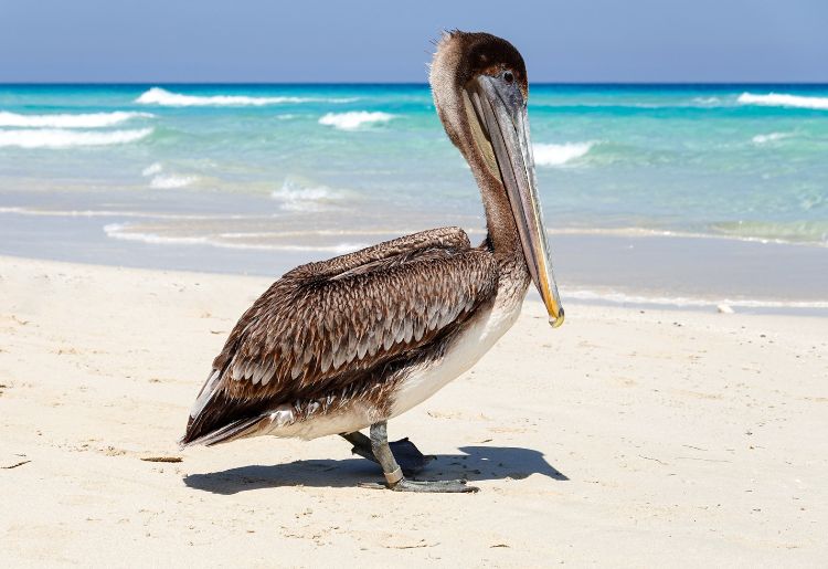 Endless Caribbean - National Birds of the Caribbean