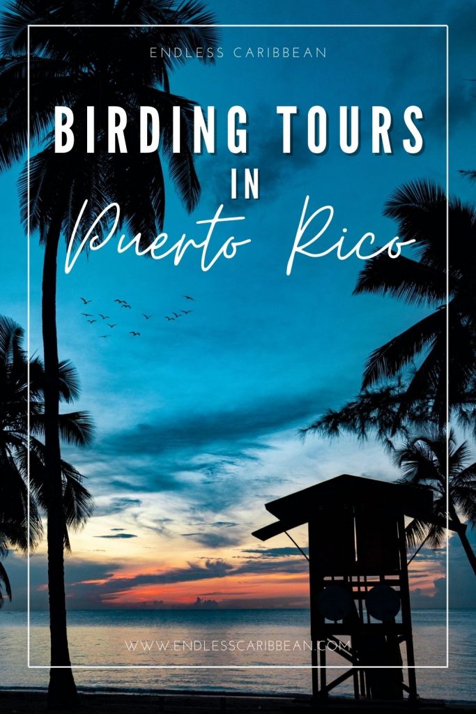 Endless Caribbean - Pinterest - Birding Tours in Puerto Rico for New Birders