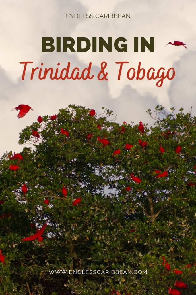 Endless Caribbean - Pinterest - Birding in Trinidad