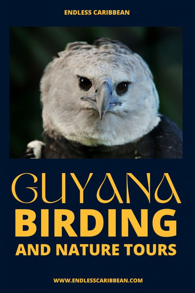 Endless Caribbean - Pinterest - Dream Guyana Birding and Nature Tours