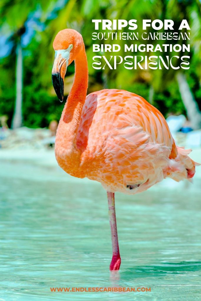 Endless Caribbean - Pinterest - Trips for the Southern Caribbean Bird Migration Experience
