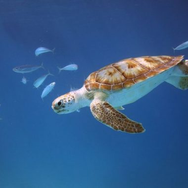 Endless Caribbean - The Barbados Sea Turtle Project