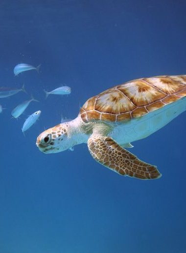 Endless Caribbean - The Barbados Sea Turtle Project