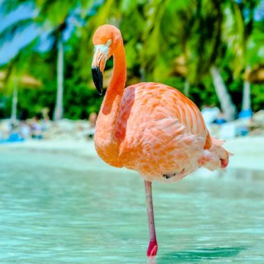 Endless Caribbean - Trips for the Southern Caribbean Bird Migration Experience