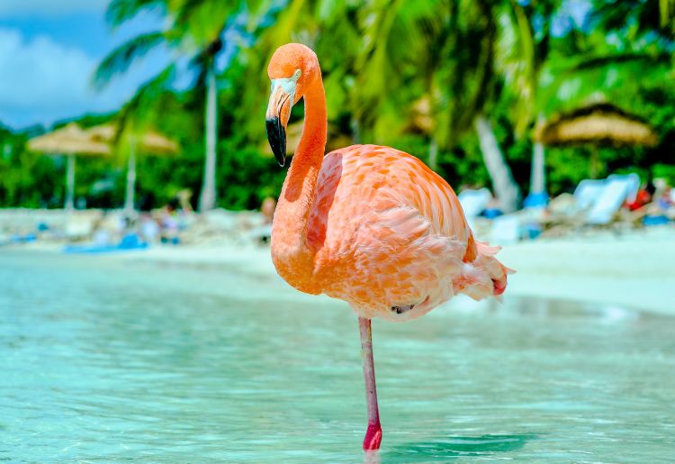 Endless Caribbean - Trips for the Southern Caribbean Bird Migration Experience